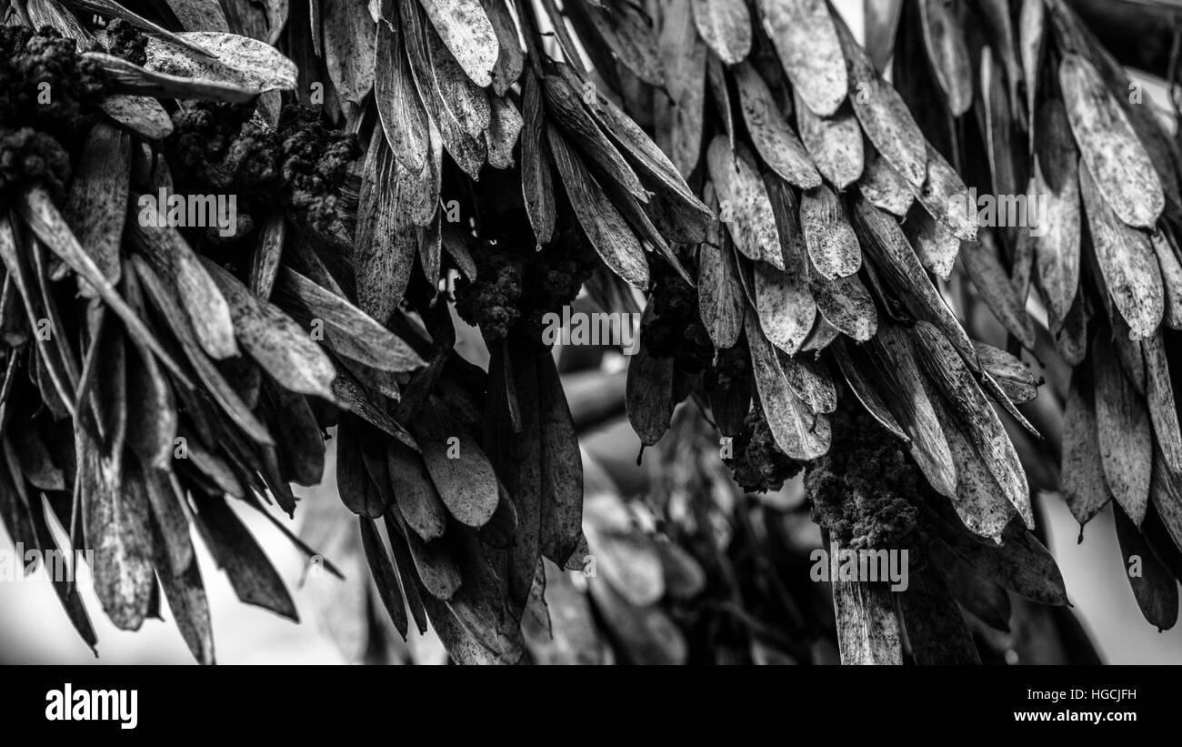 Tree leaves abstract Stock Photo