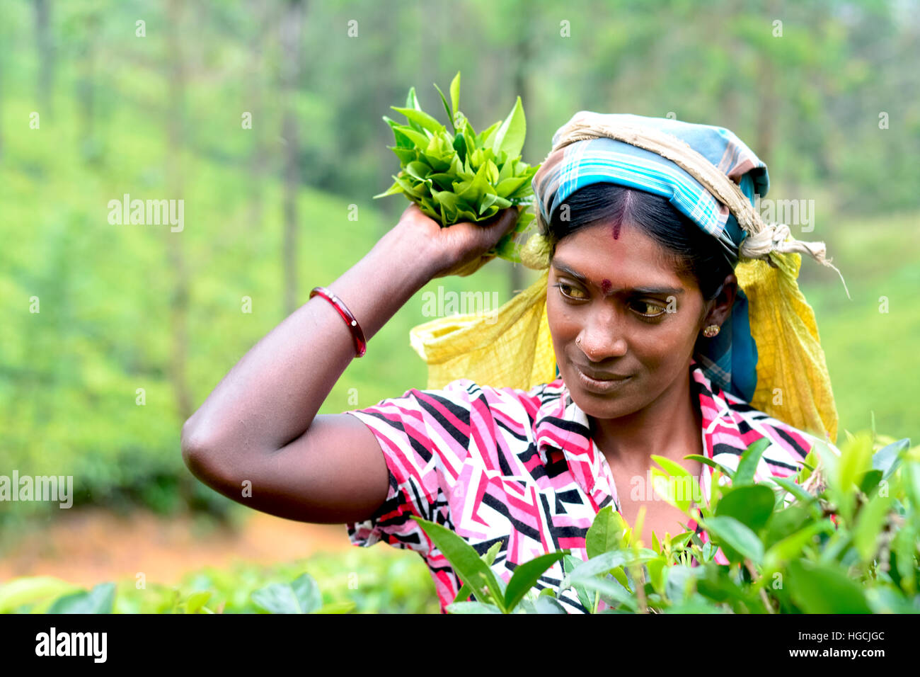 Tamil woman from Sri Lanka breaks tea leaves Stock Photo Alamy