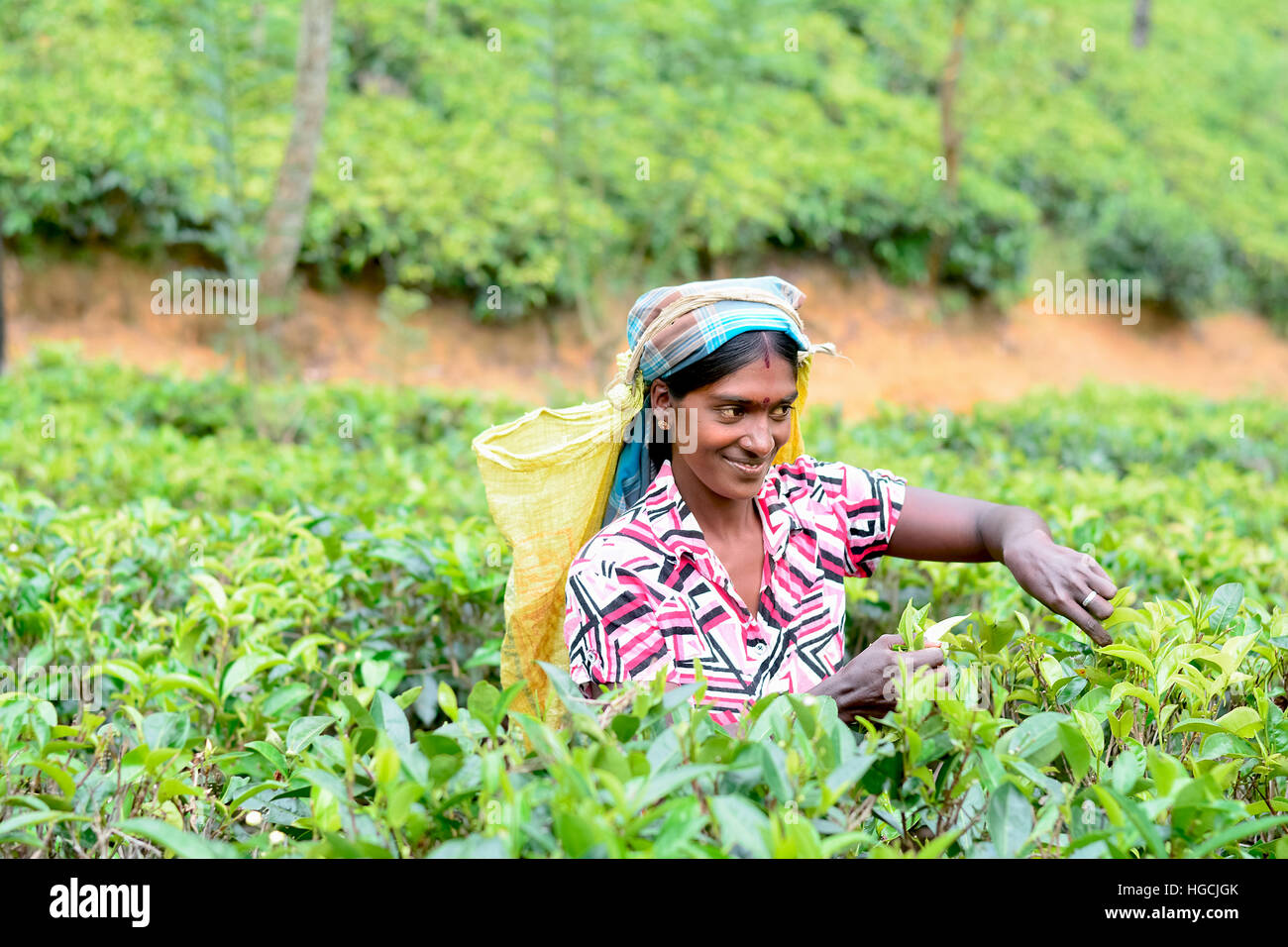 Tamil woman from Sri Lanka breaks tea leaves Stock Photo Alamy