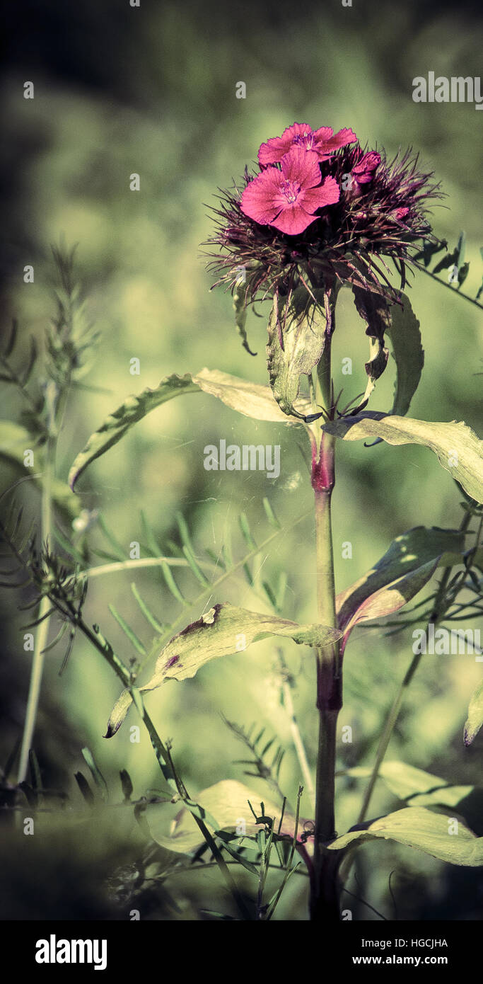 Growth flower plant hi-res stock photography and images - Alamy