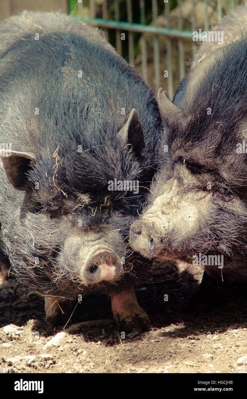 Loving pigs Stock Photo