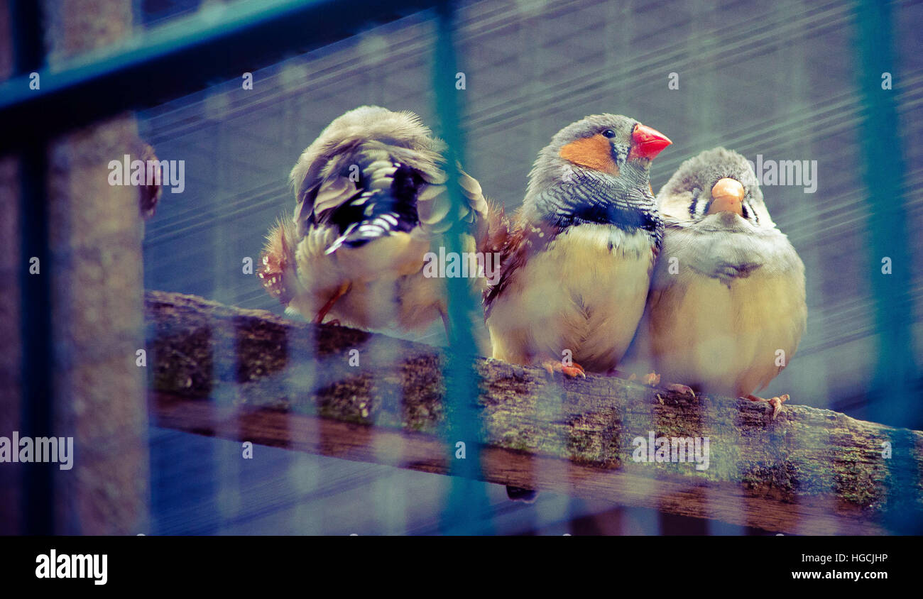 Birds in cage Stock Photo Alamy