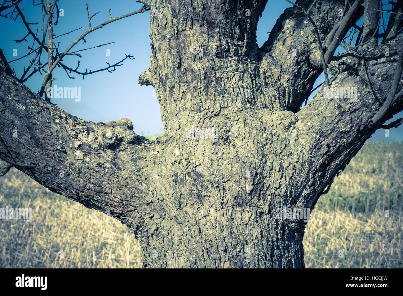 Tree nature details hi-res stock photography and images - Alamy