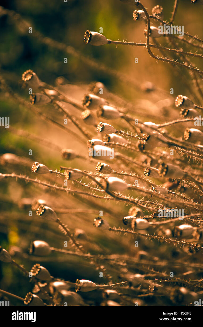 Abstract plants hi-res stock photography and images - Alamy