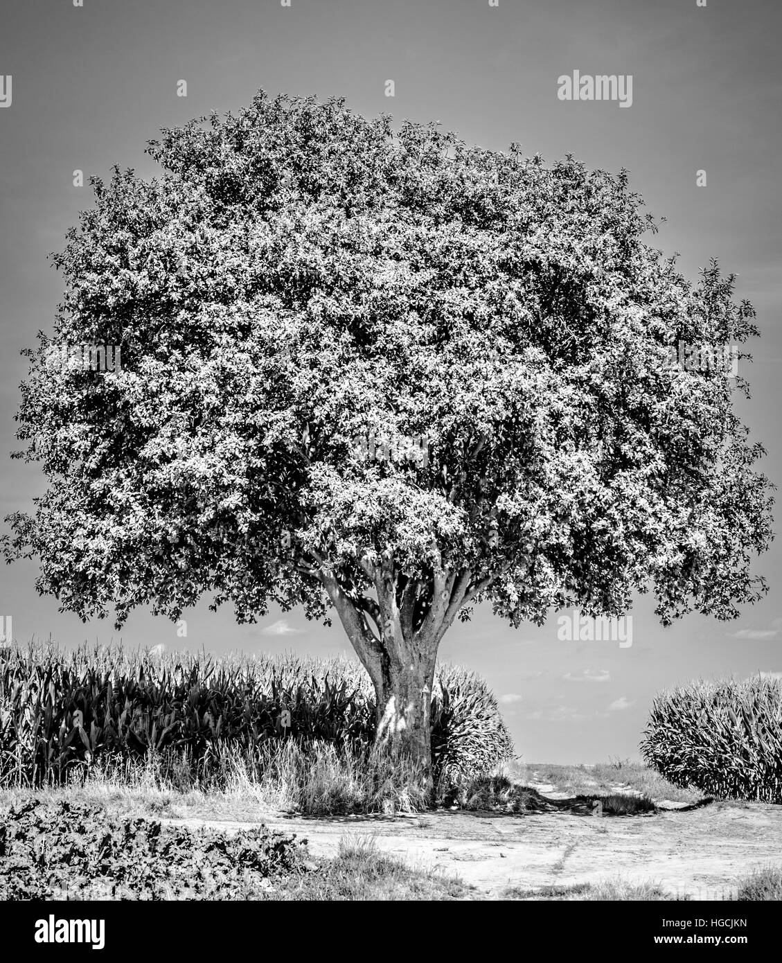 Lonely tree Stock Photo