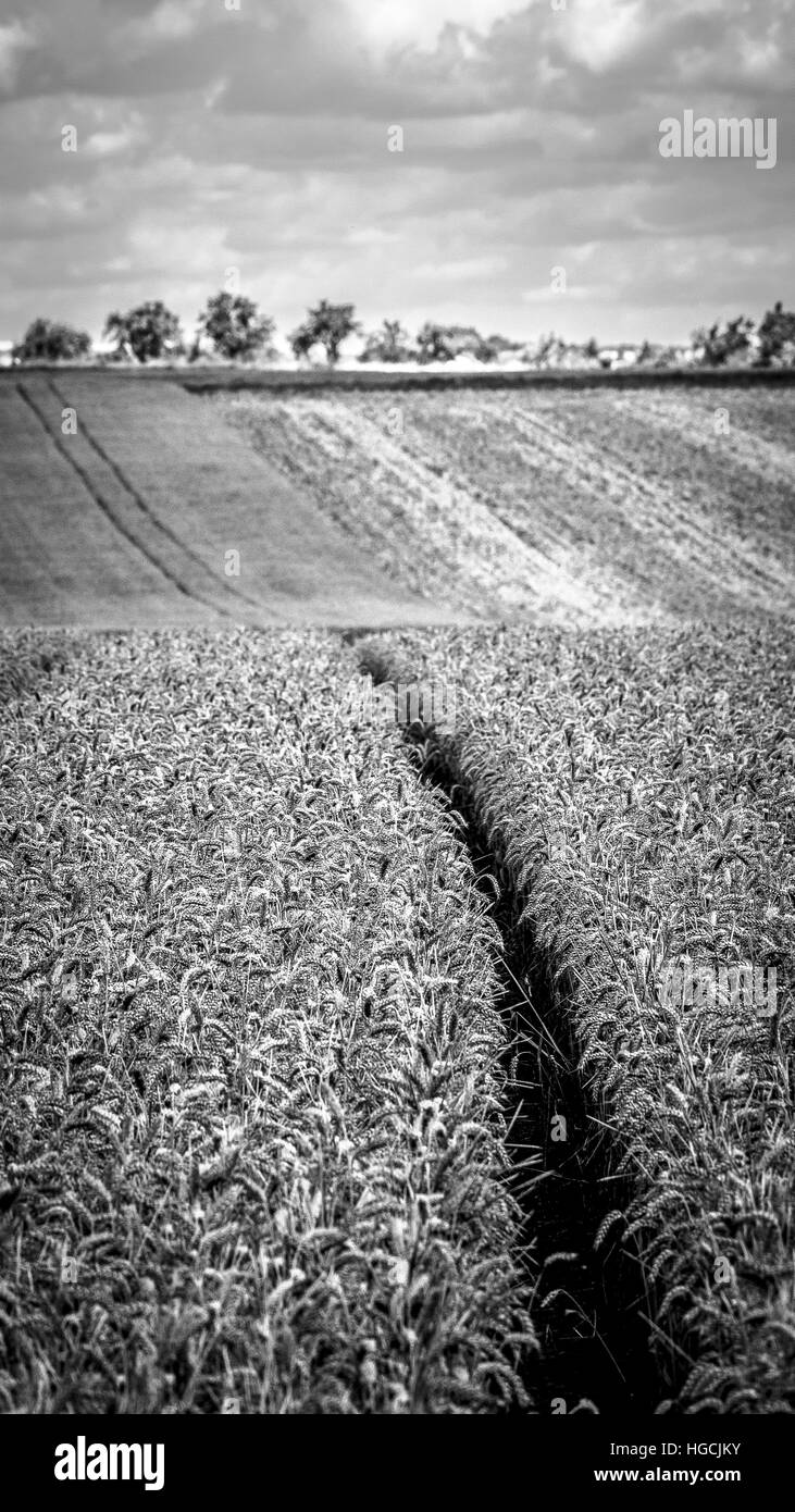 Field Black and White Stock Photos & Images Alamy