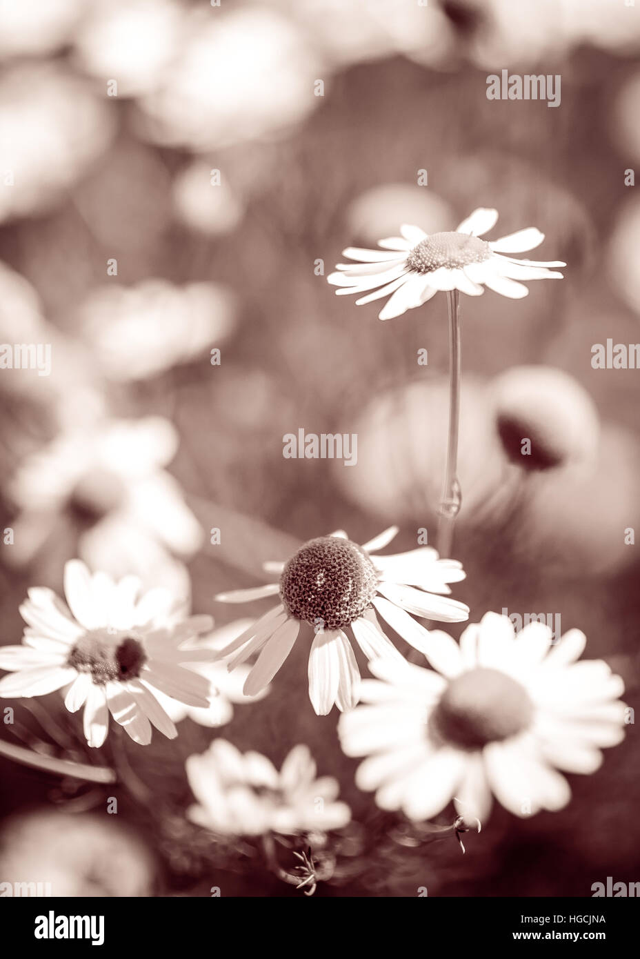 Margerite flowers Stock Photo