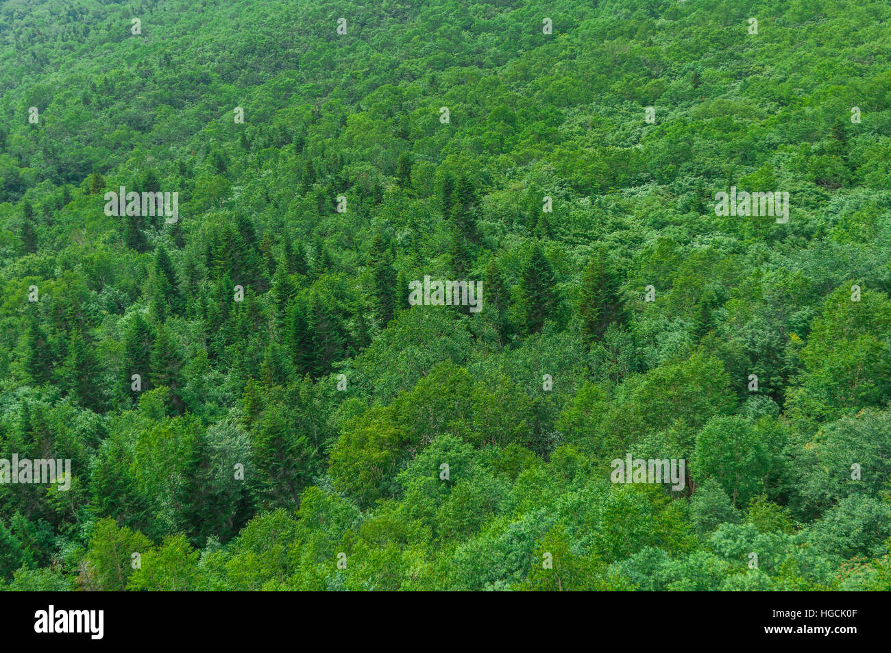 Aerial panoramic view lush green hi-res stock photography and images ...