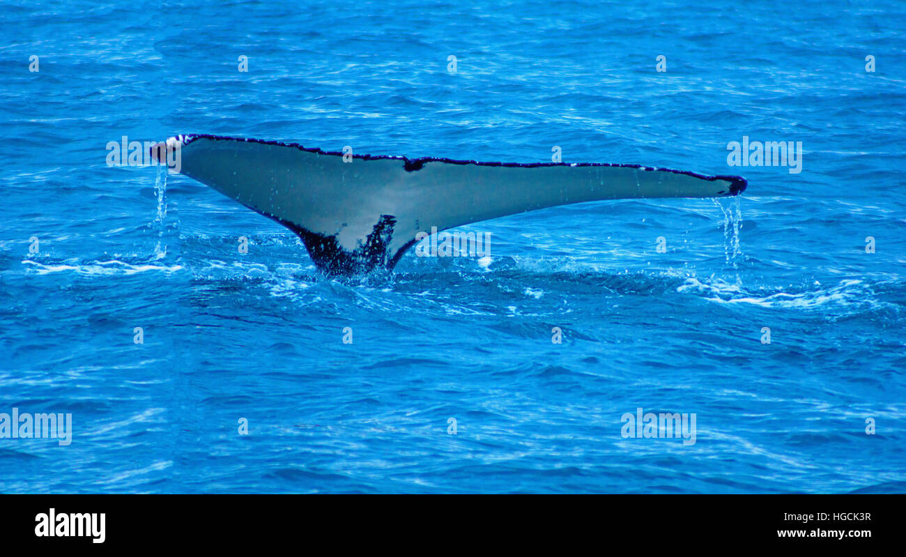 A tail of a whale, near Husavik, northeast Iceland Stock Photo - Alamy