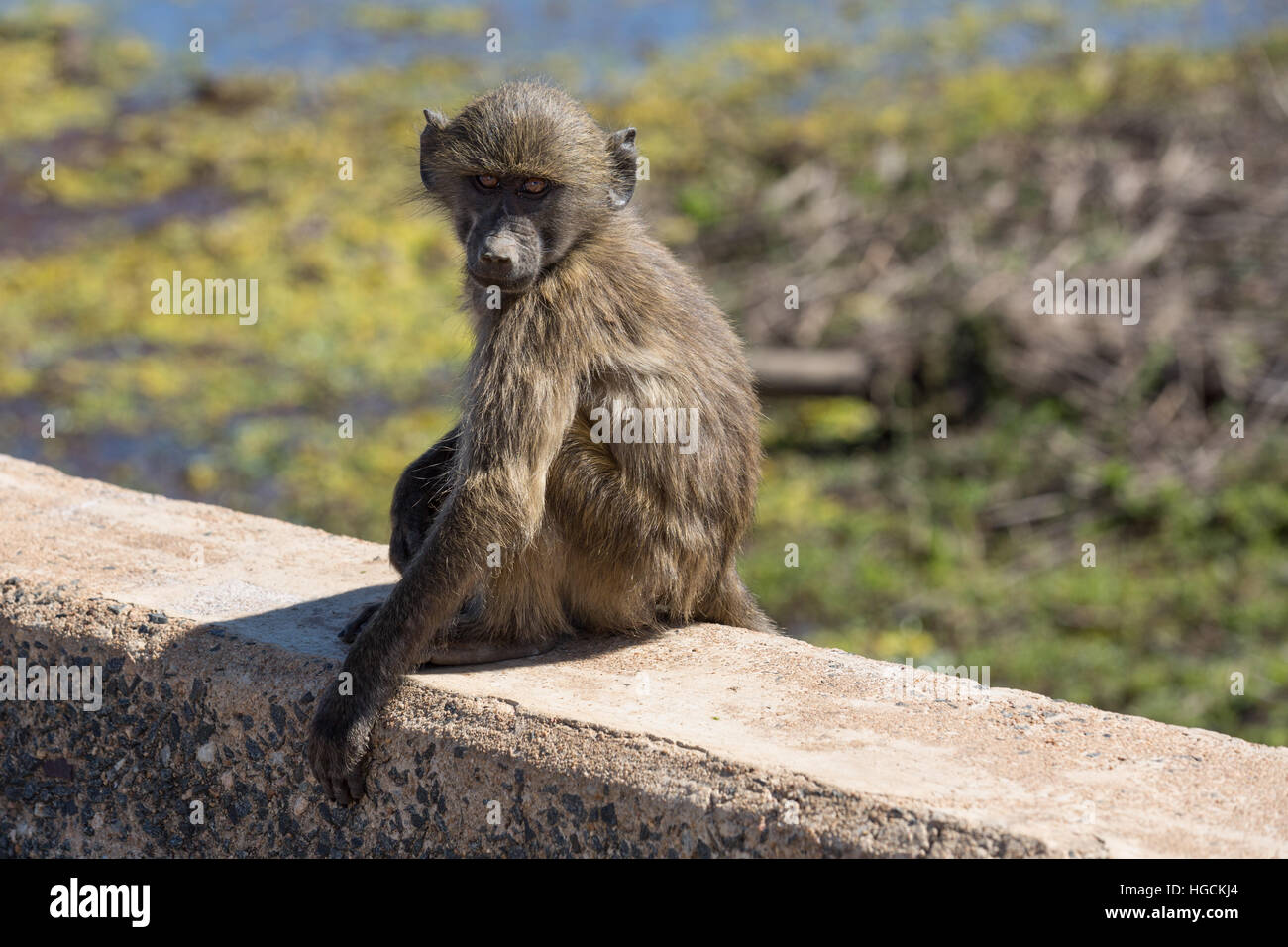 A young Chacma baboon sitting on a bridge wall in the Kruger National Park, Mpumalanga. Stock Photo