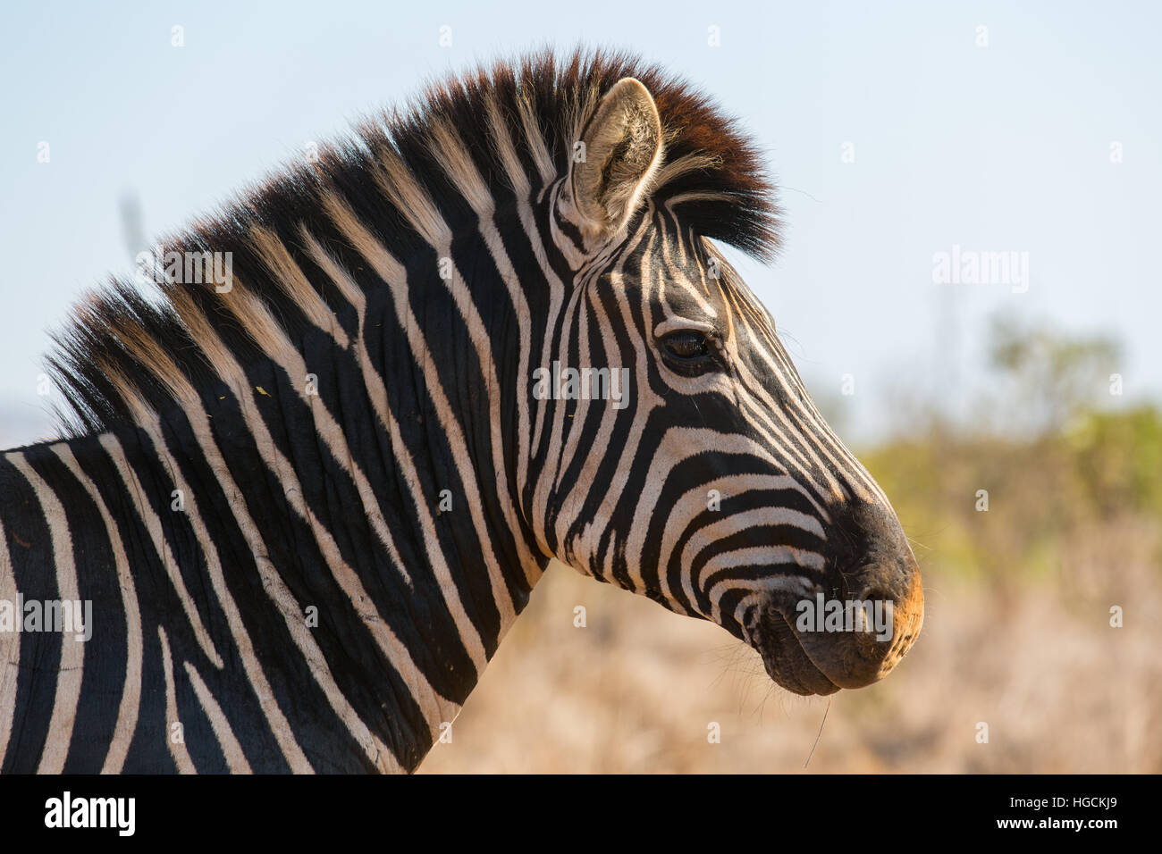 A zebra in the Kruger National Park, Mpumalanga. Stock Photo