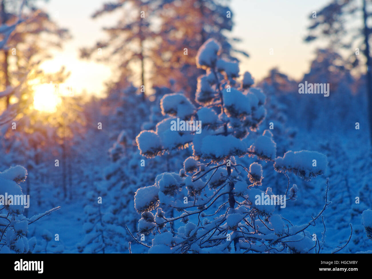Snowy forest sunset hi-res stock photography and images - Alamy