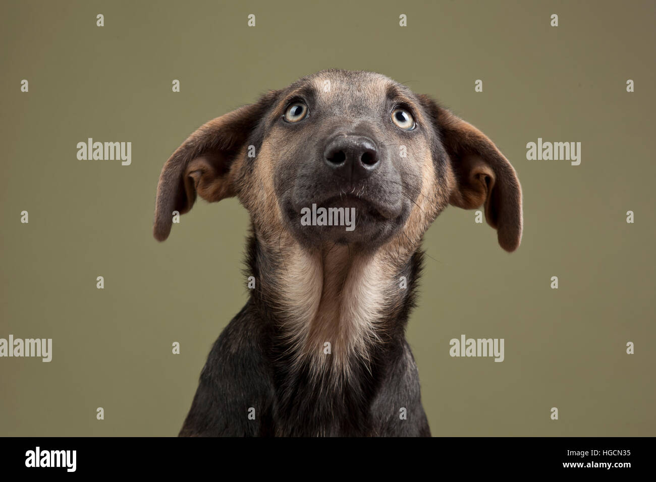 Mixed breed puppy on olive background Stock Photo