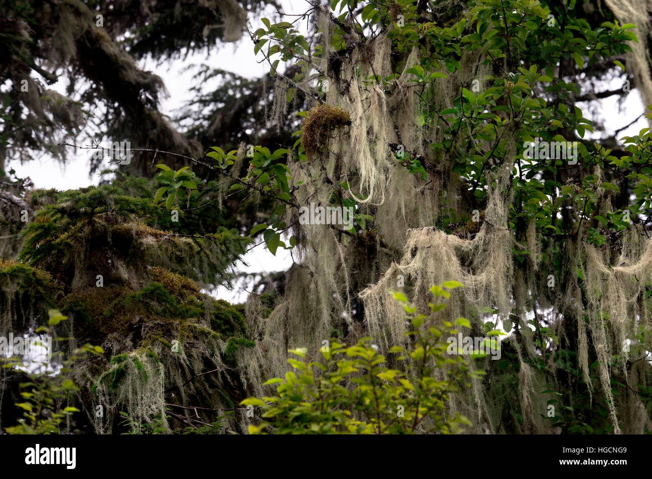 A temperate rainforest on the Brothers Islands between Stephens Passage and Frederick Sound. Alexander Archipelago, Southeast Alaska. The Three Brothe Stock Photo