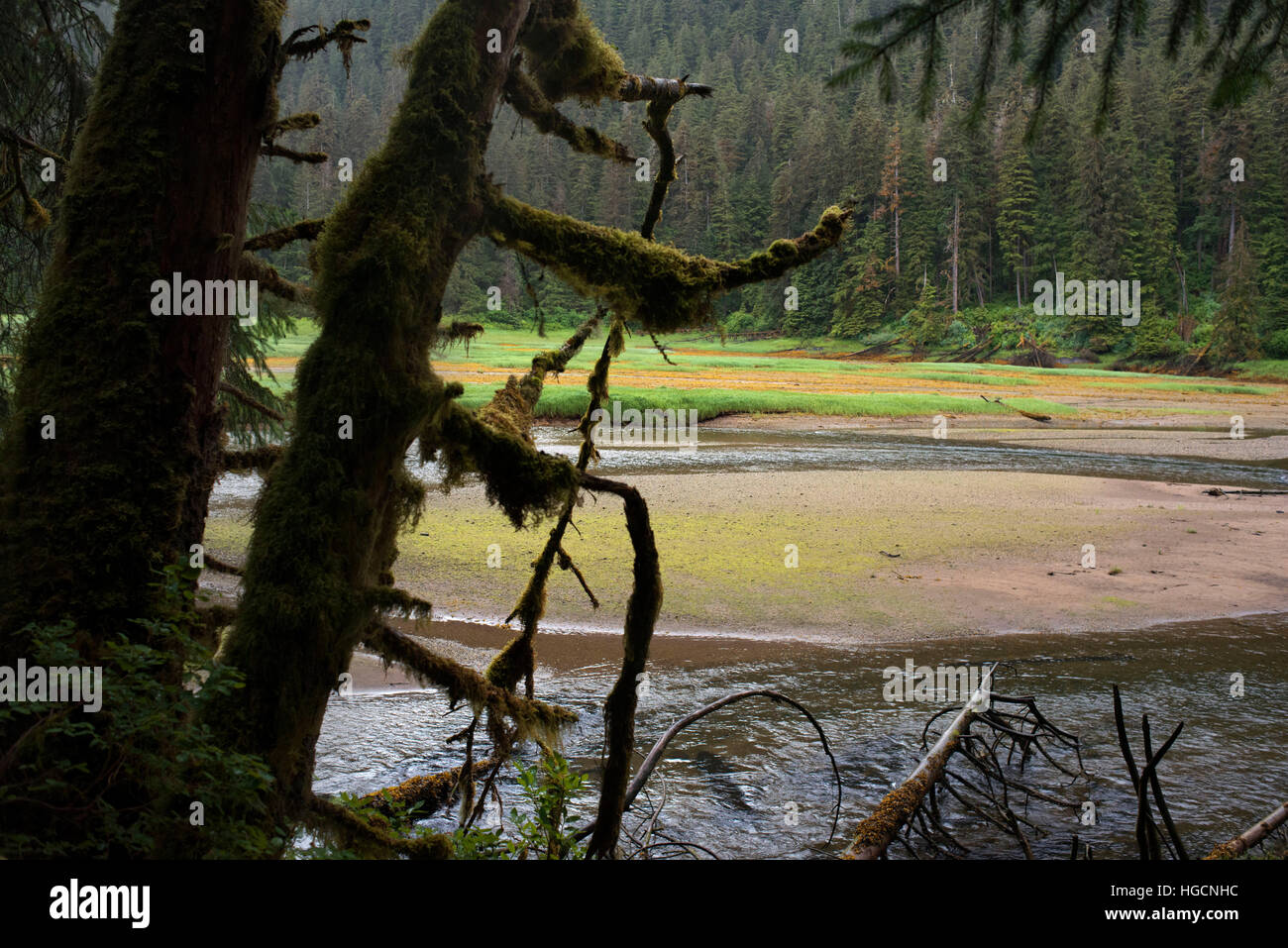 Landscape with big trees in Scenery Cove, Thomas Bay, Petersburg, Southeast Alaska. Thomas Bay is located in southeast Alaska. It lies northeast of Pe Stock Photo