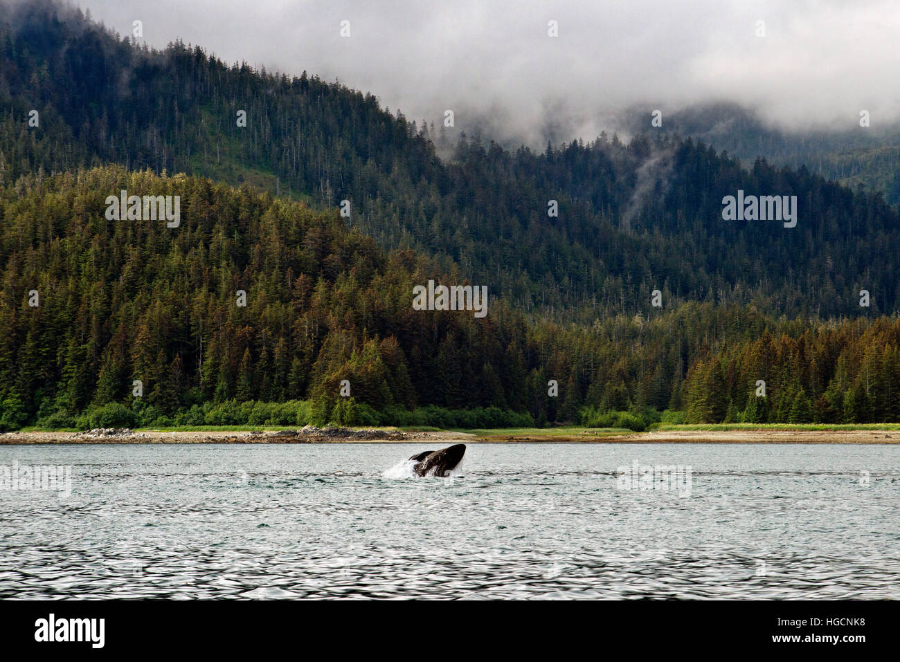 Humpback Whales blowing and diving in Icy Strait. Glacier Bay National Park adn Preserve. Chichagof Island. Juneau. Southeast Alaska. Today is the ult Stock Photo