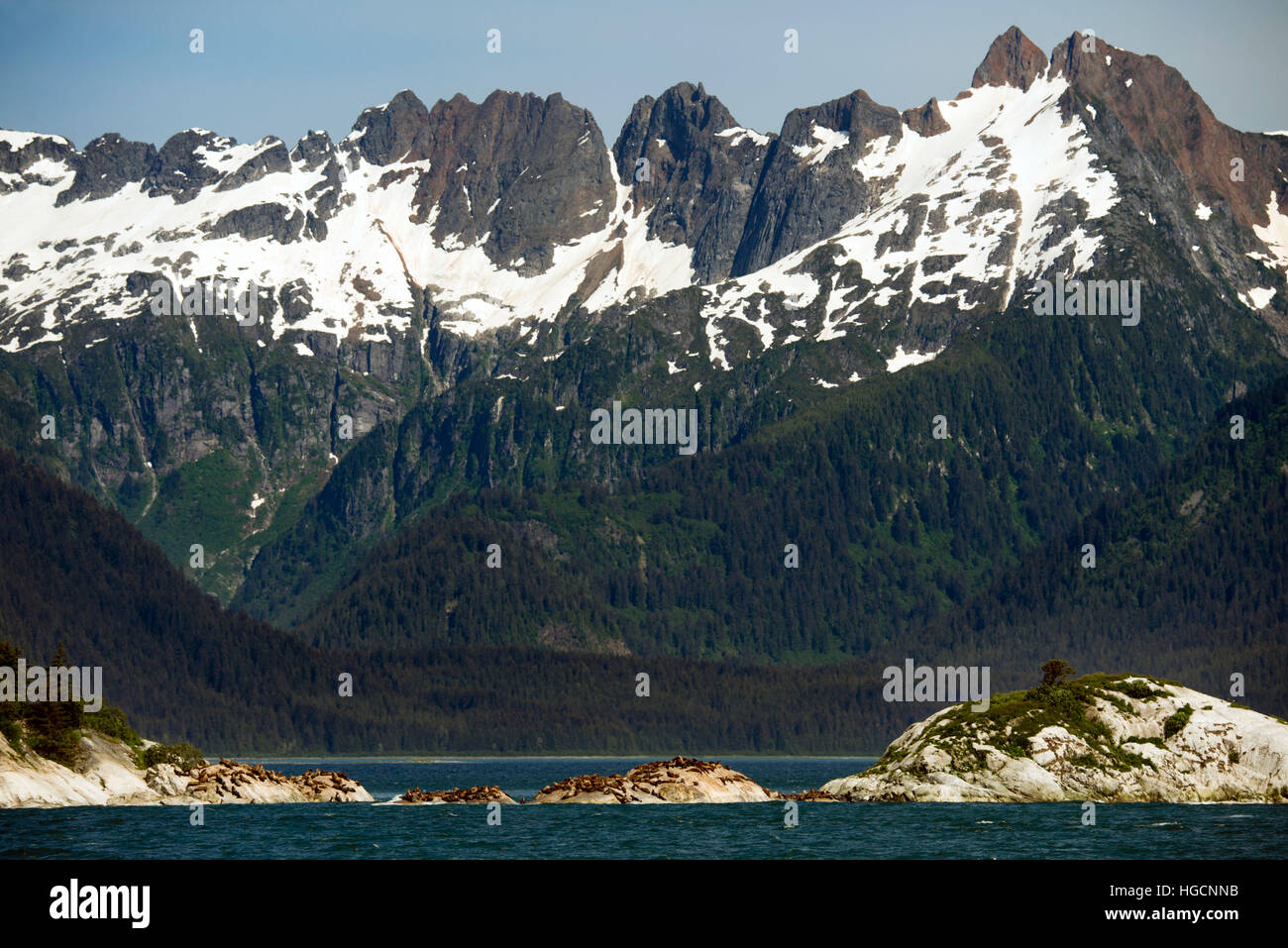 A colony of Steller Sea Lions (Eumetopias jubatus) on South Marble Island in Glacier Bay National Park, Alaska. USA. Northern (Steller) sea lions (Eum Stock Photo