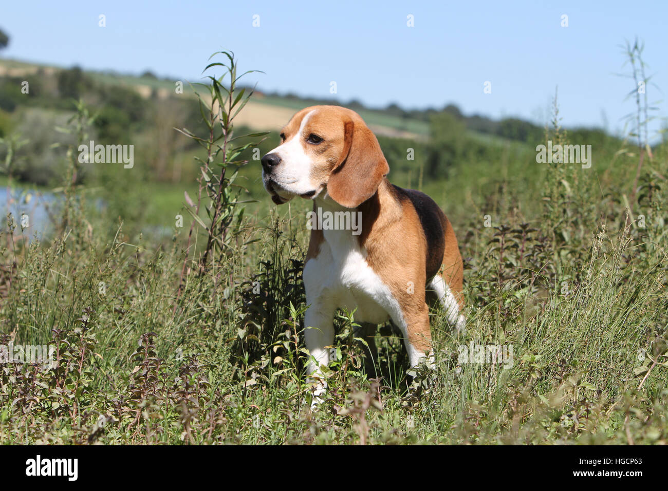 Dog Beagle adult standing in a field paw raised Stock Photo Alamy