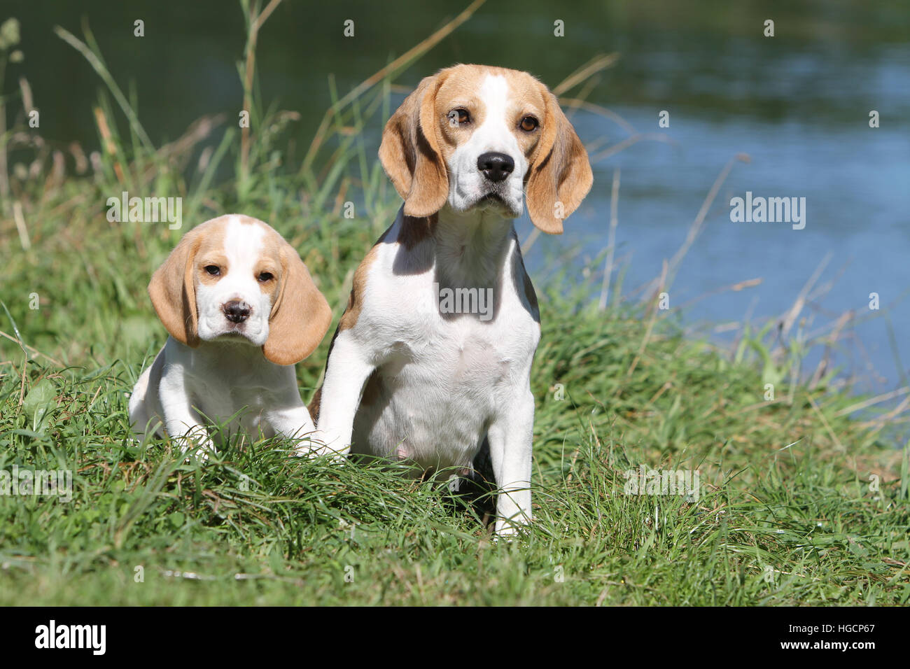 Dog Beagle puppy and adult sitting in a meadow Stock Photo