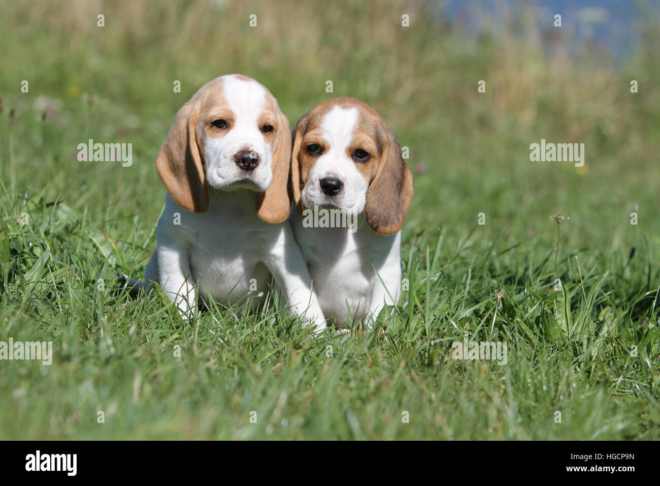 Dog Beagle two puppy puppies sitting in a meadow face Stock Photo