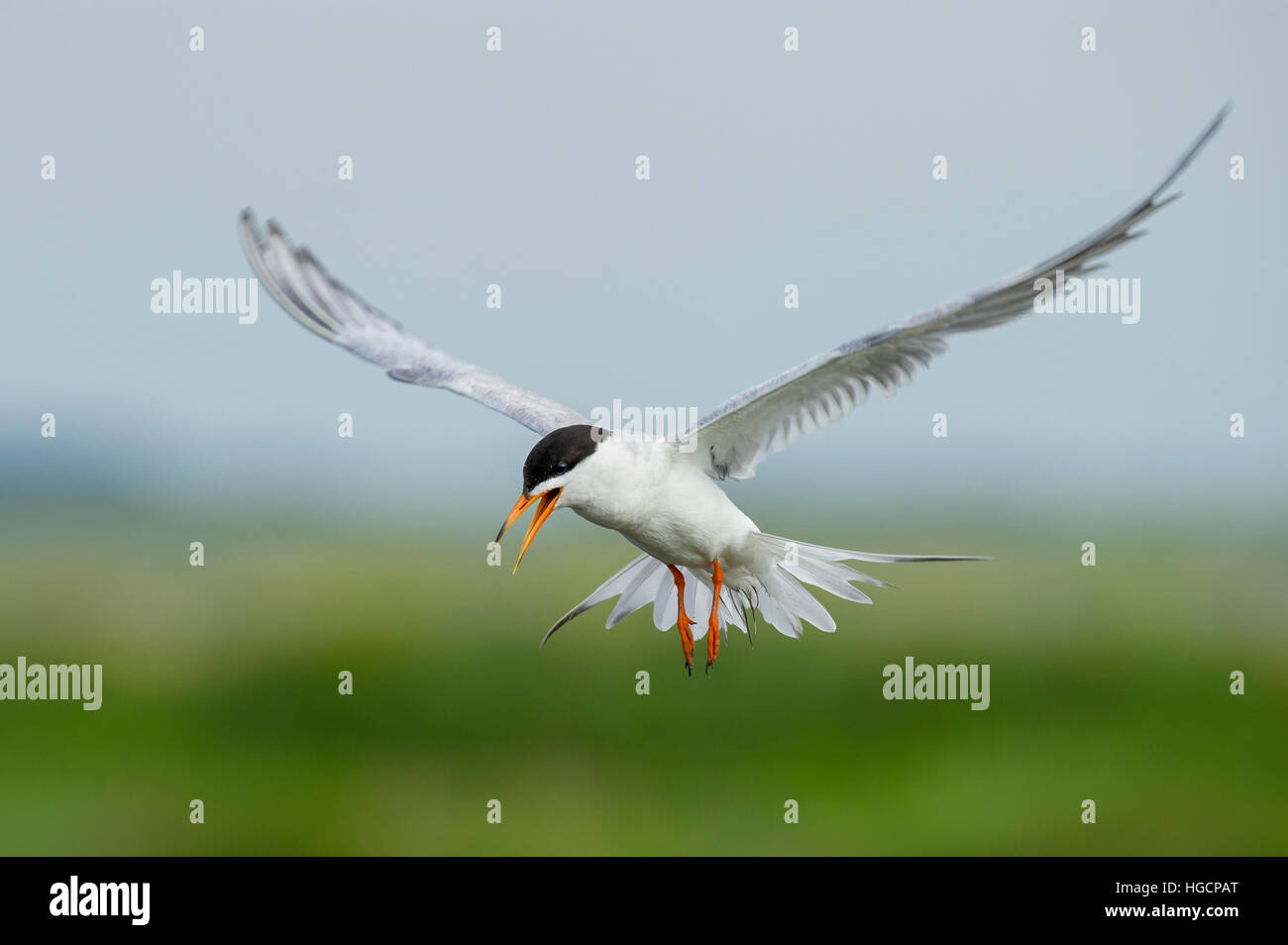 A Forsters Tern hovers in the air while it calls loudly in search of small fish in the water below. Stock Photo