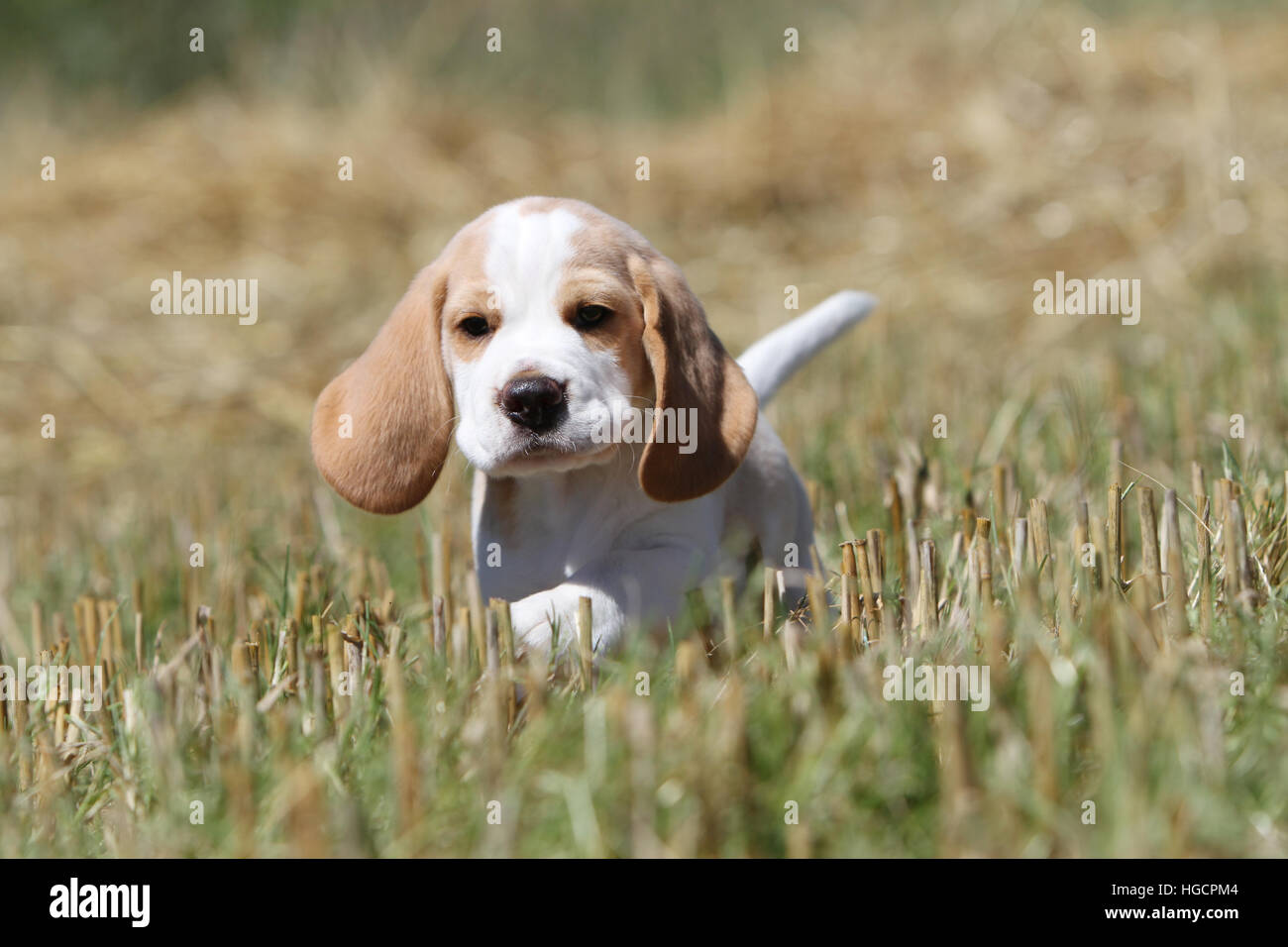Dog Beagle puppy running In the straw Stock Photo