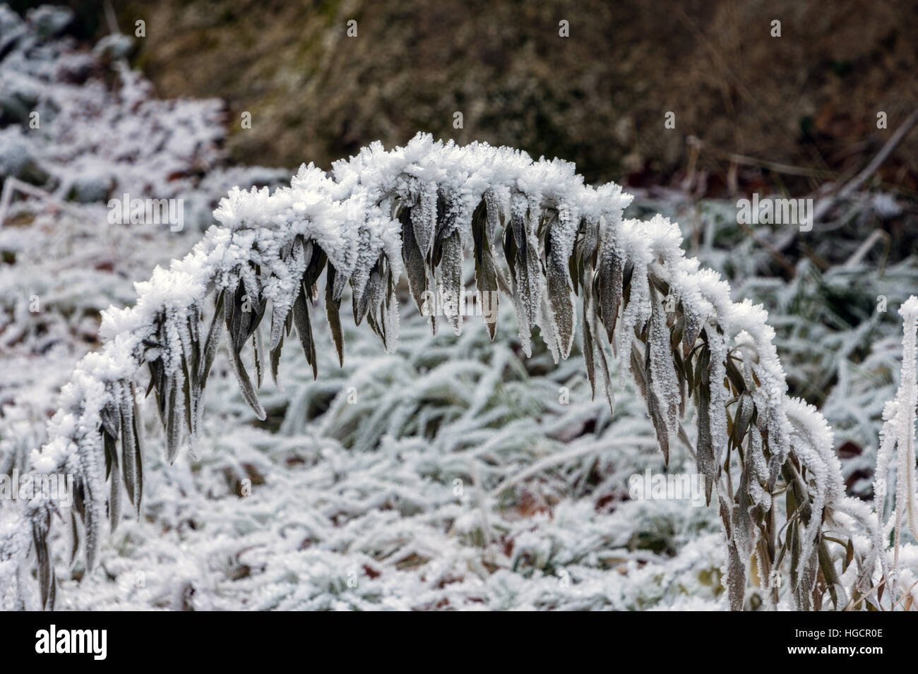 Plants bent over with hoarfrost, ice, freezing winter cold Stock Photo