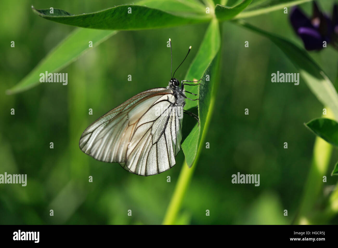 Cabbage white butterfly closeup on green plants background Stock Photo