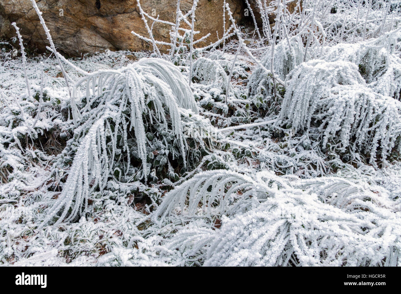 Plants bent over with hoarfrost, ice, freezing winter cold Stock Photo