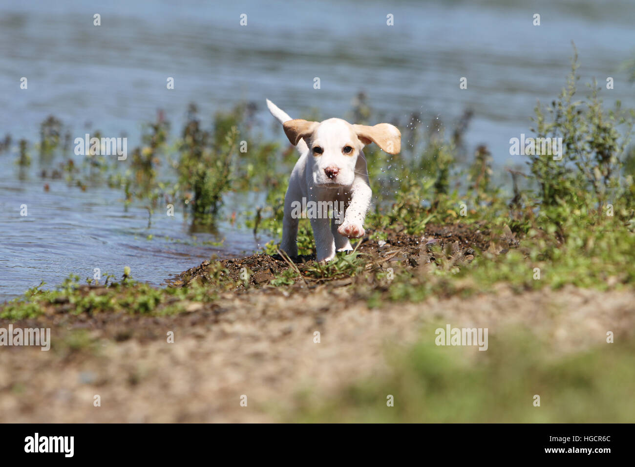 Dog Beagle puppy running Stock Photo