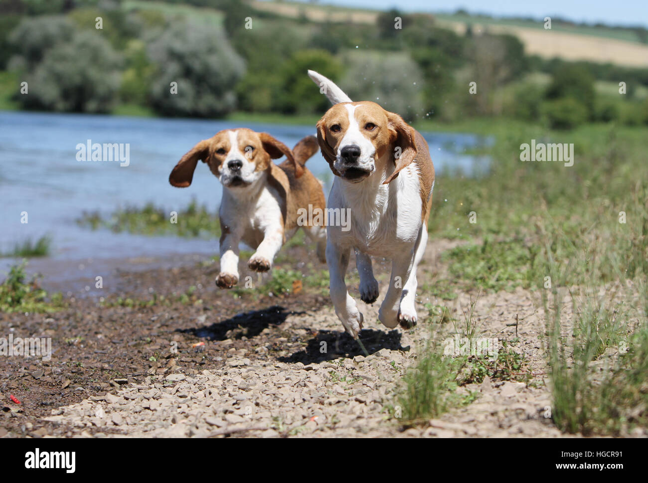 Dog Beagle two adult adults running at the water's edge Stock Photo