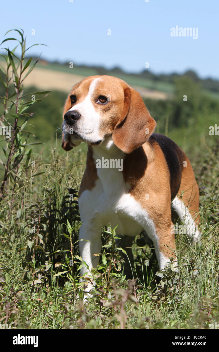 Dog Beagle adult standing in a field paw raised Stock Photo Alamy