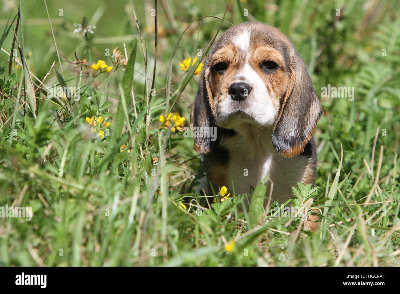 Dog Beagle puppy sitting Stock Photo Alamy