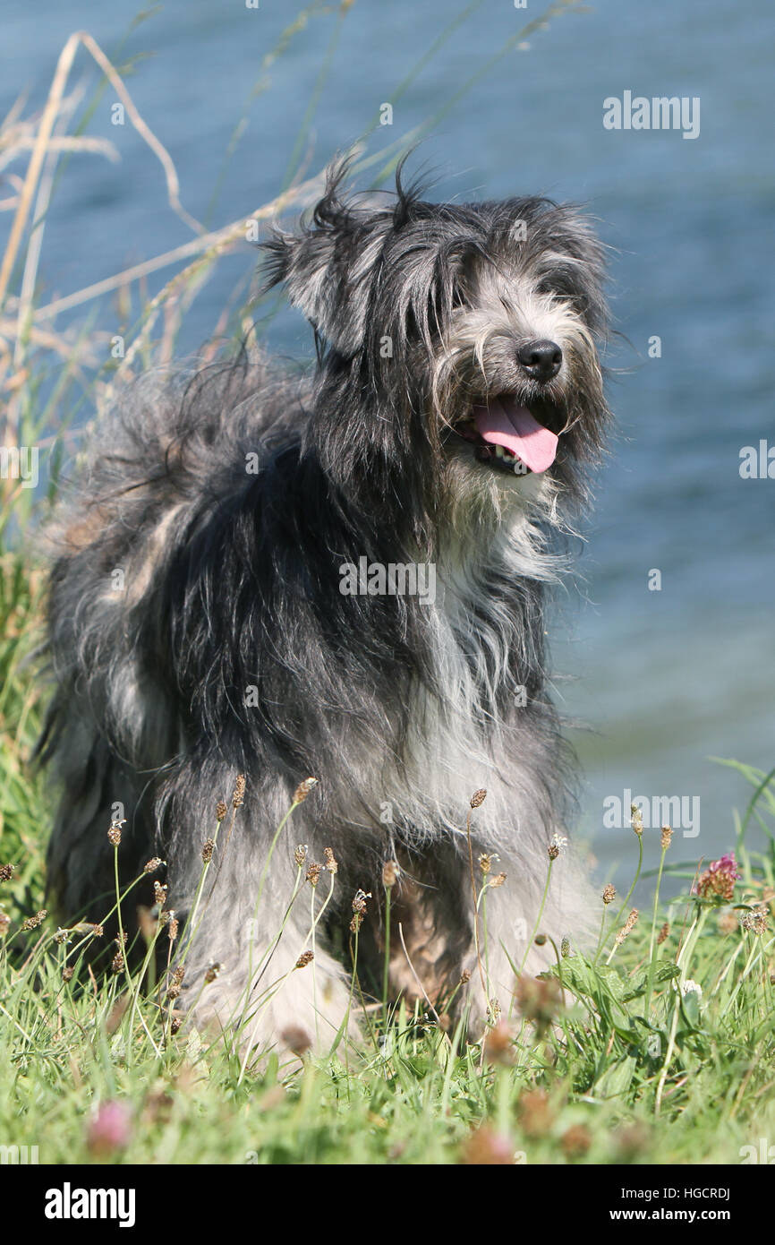 Dog Pyrenean Shepherd adult standing in a meadow At the edge of a lake blue merle Stock Photo