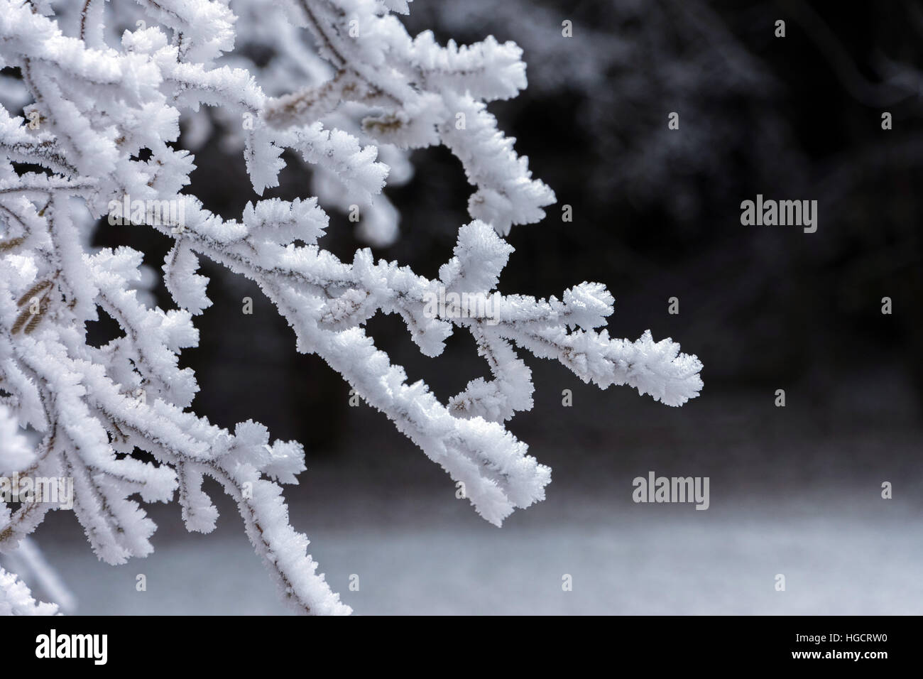 Hoarfrost frost on branches against dark backdrop Stock Photo