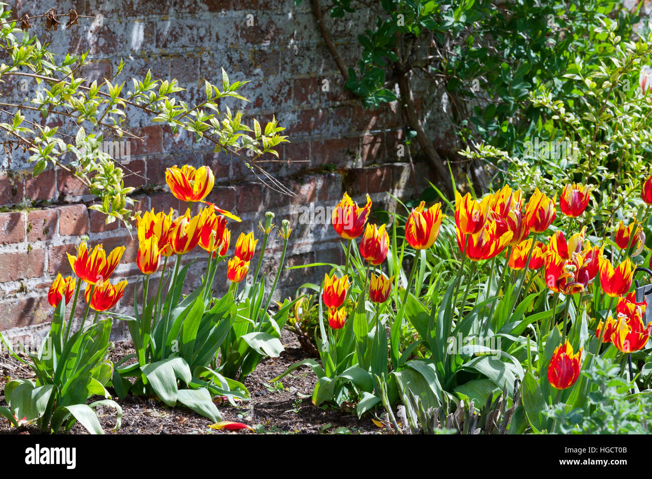 Floral bed of red and yellow tulips by a brick wall in an English ...