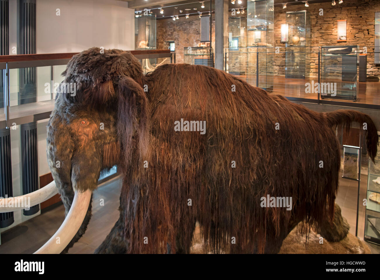 Deutschland, Nordrhein-Westfalen, Hagen, Museum für Ur- und Frühgeschichte  im Wasserschloss Werdringen. Exponat Mammut Stock Photo - Alamy