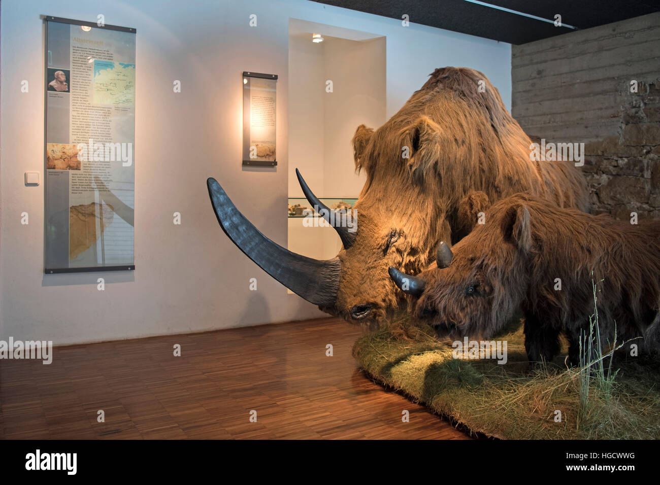 Deutschland, Nordrhein-Westfalen, Hagen, Museum für Ur- und Frühgeschichte im Wasserschloss Werdringen. Exponat Mammut Stock Photo
