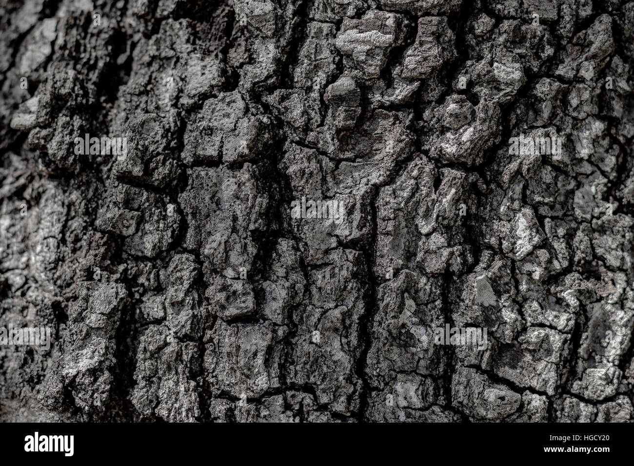 Closeup of desaturated tree bark with sun spots Stock Photo Alamy