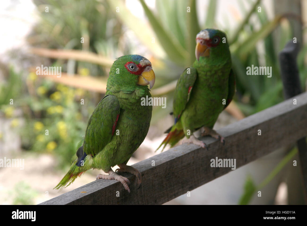 Two parrots si Stock Photo