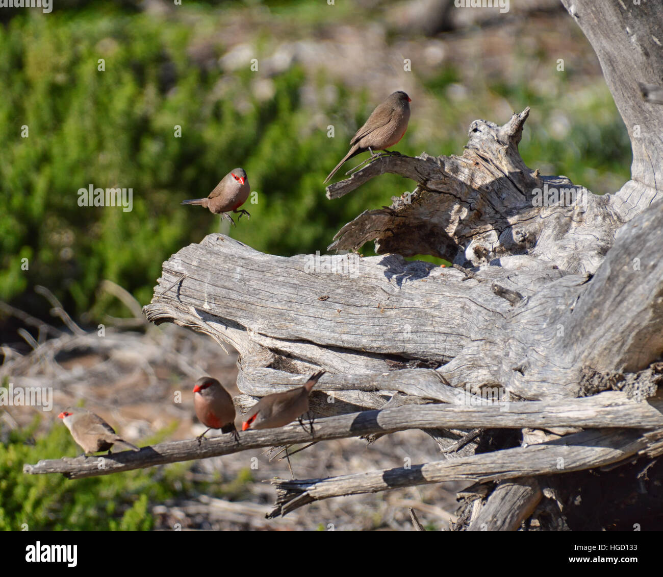 A Common Waxbill comes in to land on a dead tree Stock Photo