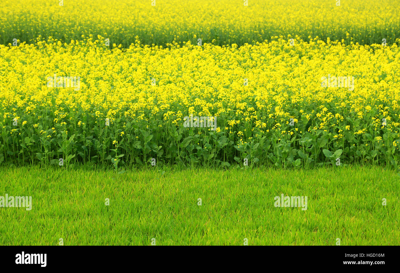 Mustard field in rural area of Bangladesh Stock Photo Alamy