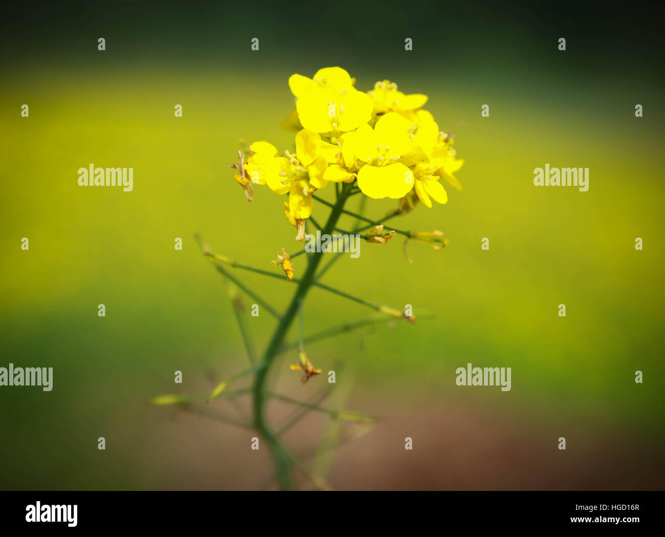 Closeup of mustard flowers outdoor Stock Photo