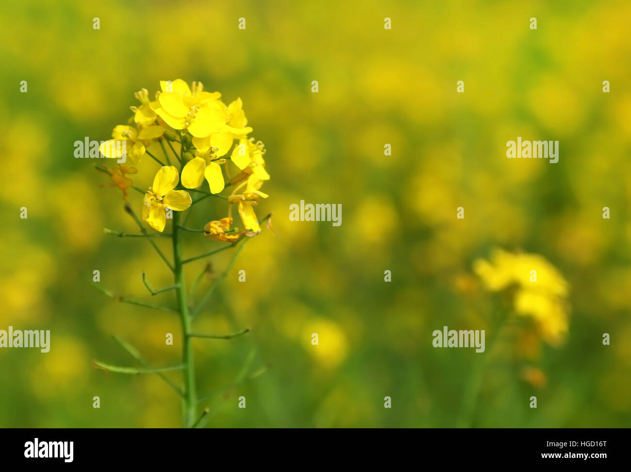 Closeup of mustard flowers outdoor Stock Photo