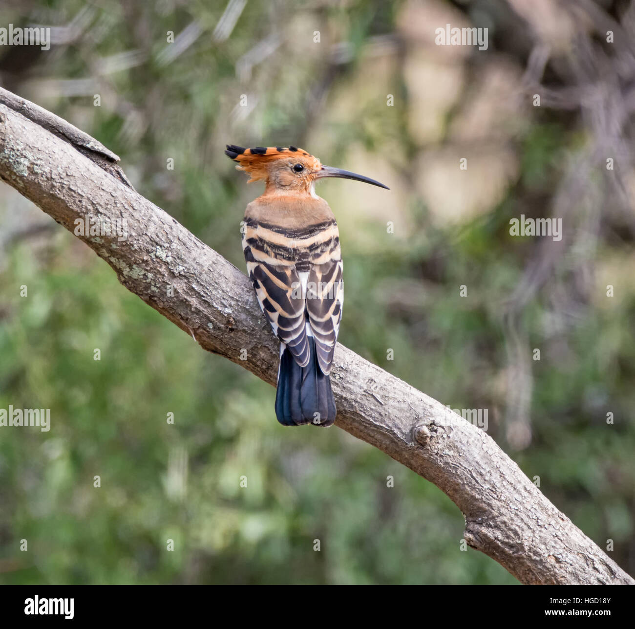 Hoopoe Bird High Resolution Stock Photography and Images - Alamy
