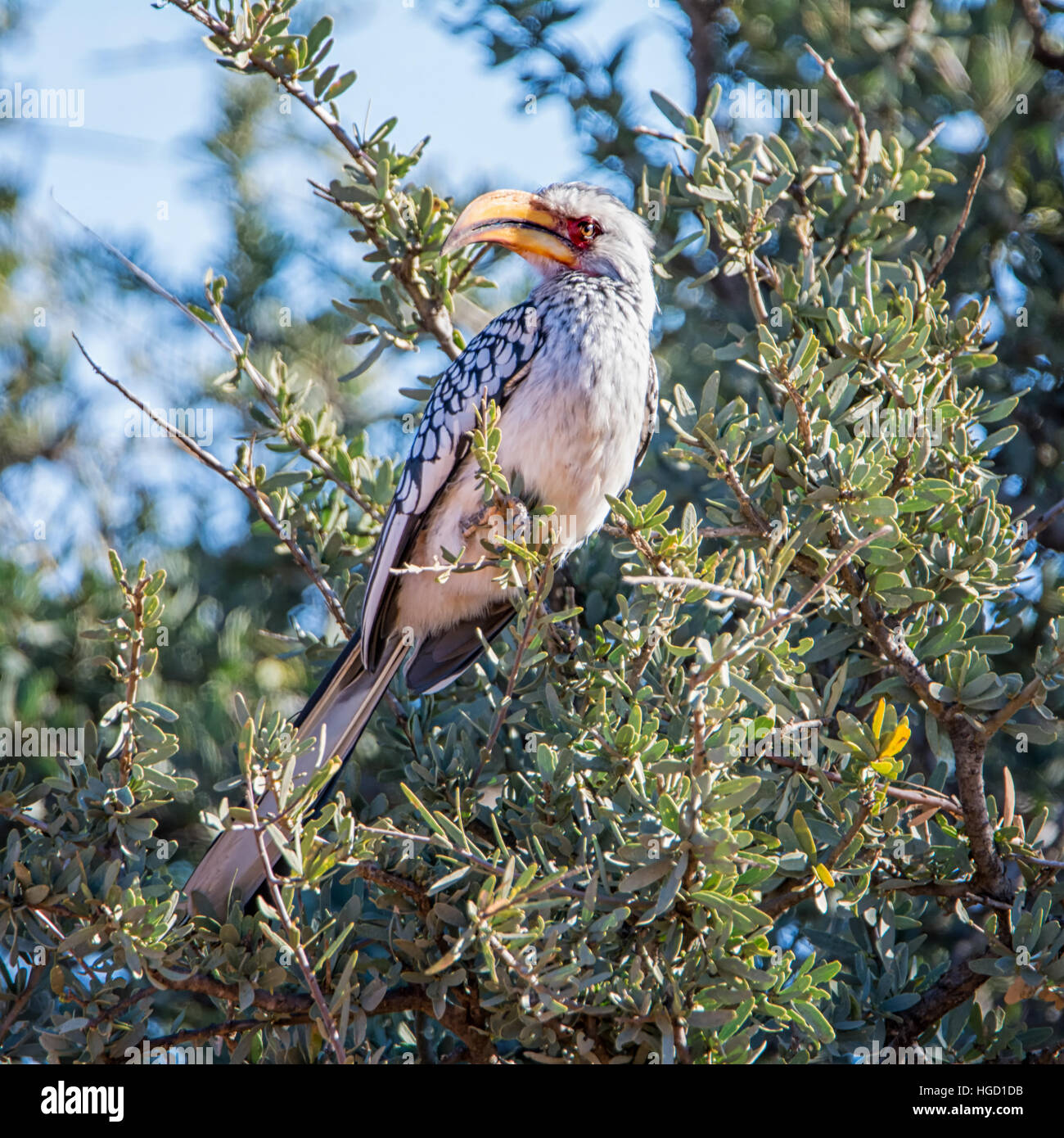 A Yellow-billed Hornbill perched in a tree in Southern Africa Stock Photo