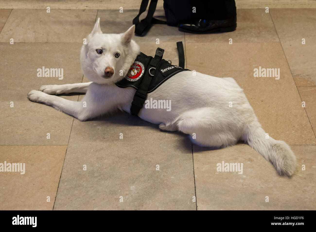 Marine Corps League, Semper Fidelis, Dog Grand Central Terminal,  New York. Stock Photo