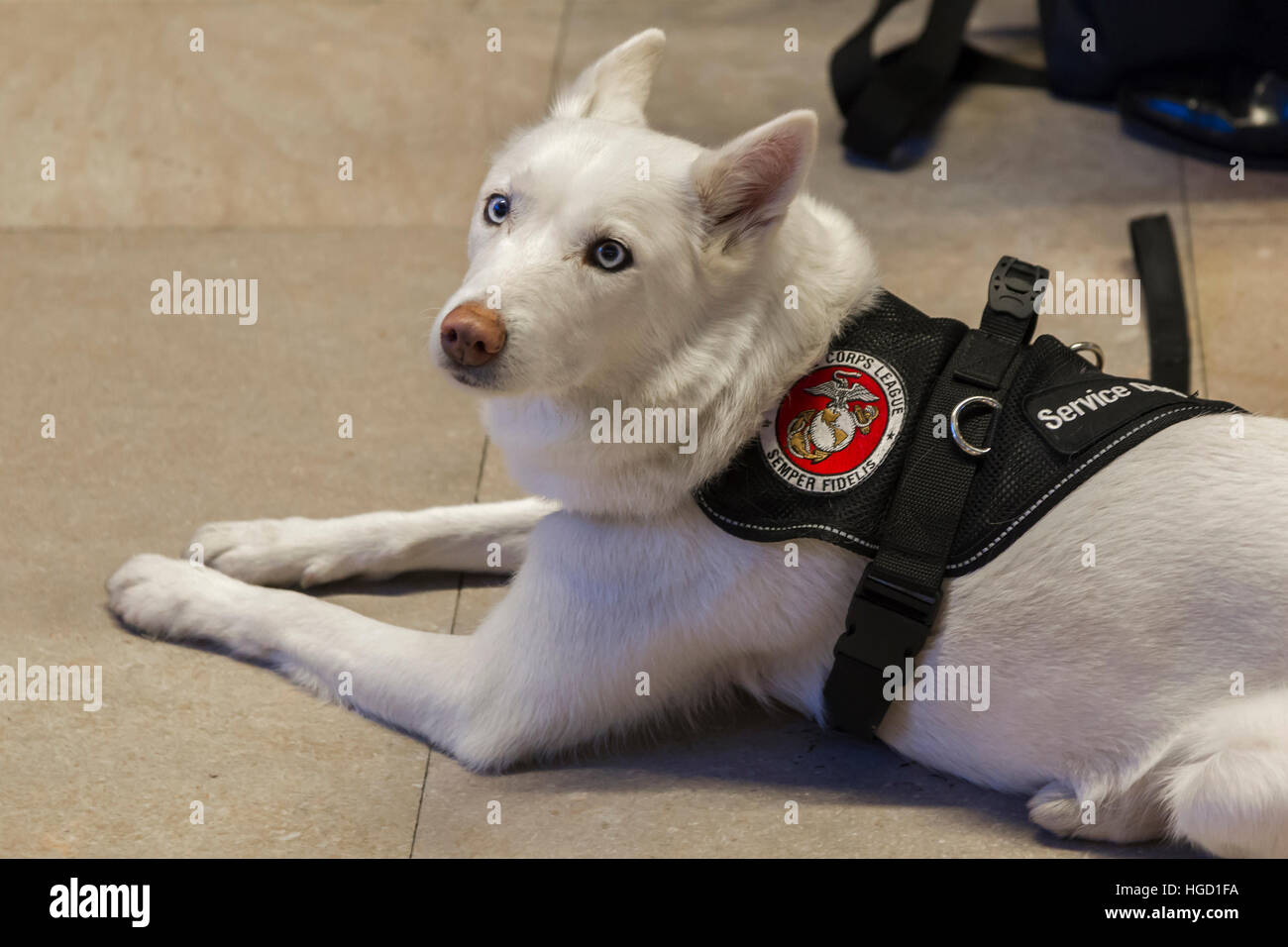 Marine Corps League, Semper Fidelis, Dog Grand Central Terminal,  New York. Stock Photo