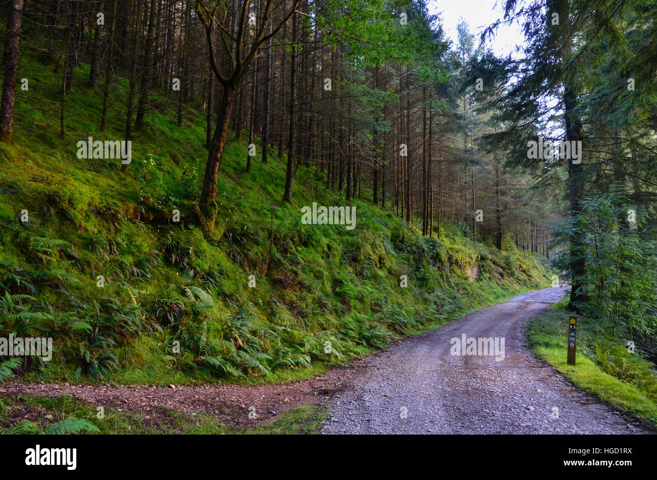 Road in forest, Snowdonia, England, uk Stock Photo