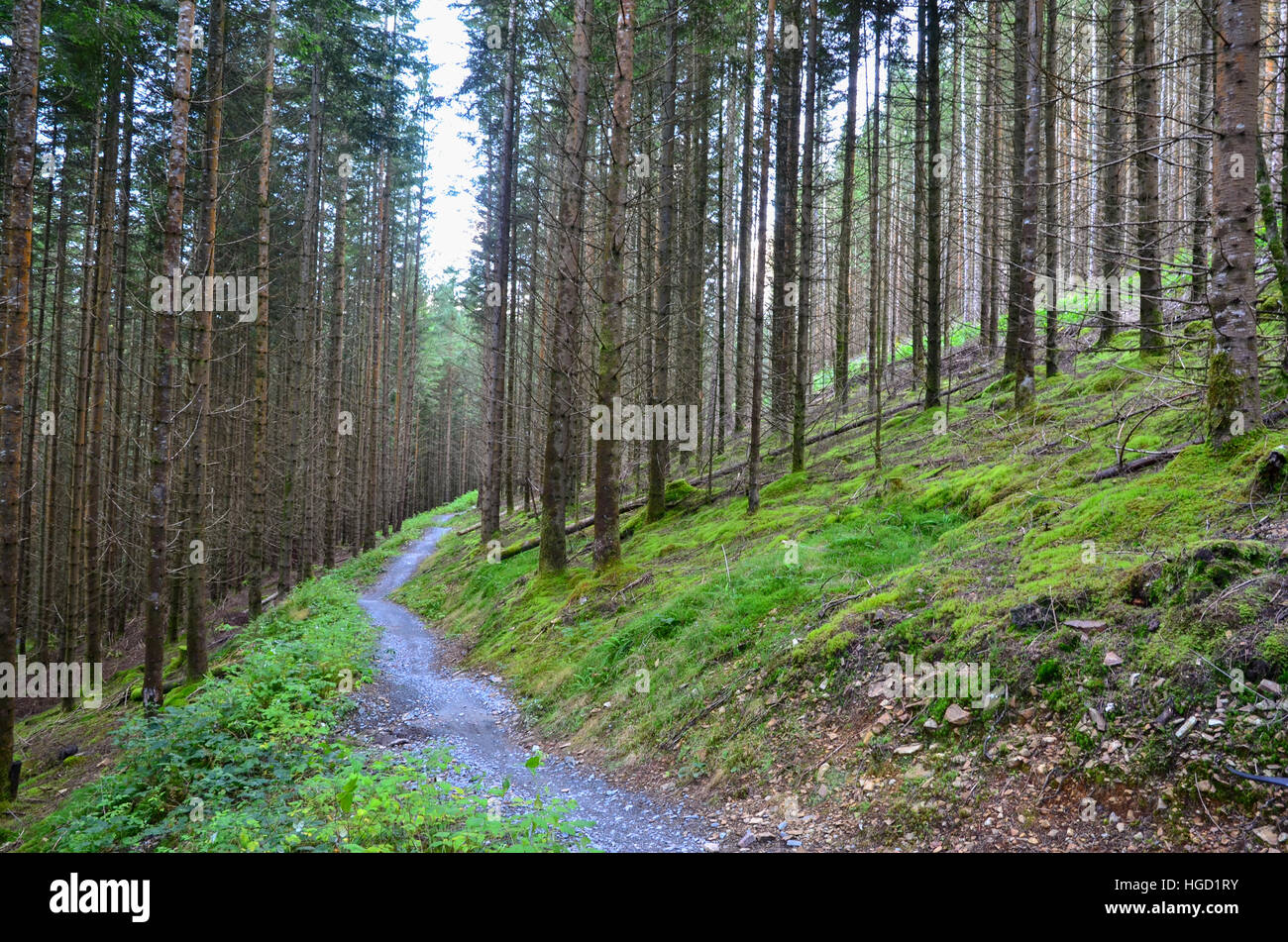 Path in forest, Snowdonia, England, uk Stock Photo